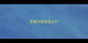 恶霸犬疫苗怎么打