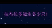 拉布拉多能生多少只