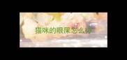 猫咪的眼屎怎么办