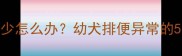 拉布拉多幼犬排便少怎么办幼犬排便异常的5大原因与饲养指南