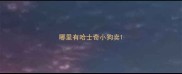 哪里有哈士奇小狗卖