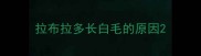 拉布拉多长白毛的原因