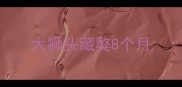 大狮头藏獒8个月