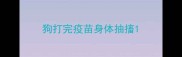 狗打完疫苗身体抽搐