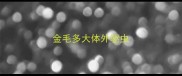 金毛多大体外驱虫