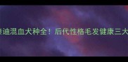 雪纳瑞泰迪混血犬种全后代性格毛发健康三大核心要点