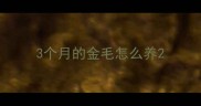 3个月的金毛怎么养