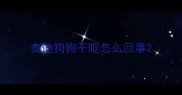 泰迪狗狗干呕怎么回事