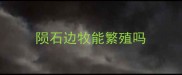 陨石边牧能繁殖吗