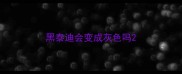 黑泰迪会变成灰色吗