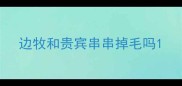 边牧和贵宾串串掉毛吗