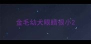 金毛幼犬眼睛很小