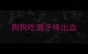 狗狗吃磨牙棒出血