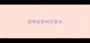 拉布拉多50斤多大