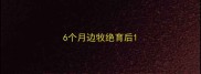 6个月边牧绝育后