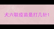 犬六联疫苗是打几针