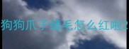 狗狗爪子缝毛怎么红啦