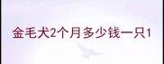 金毛犬2个月多少钱一只