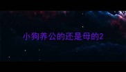 小狗养公的还是母的