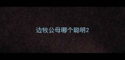 边牧公母哪个聪明