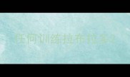 任何训练拉布拉多