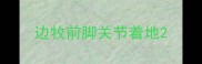 边牧前脚关节着地