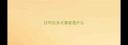 拉布拉多犬喜爱是什么