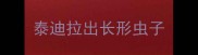 泰迪拉出长形虫子