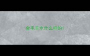 金毛羊水什么样的