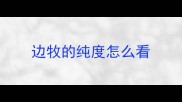 边牧的纯度怎么看