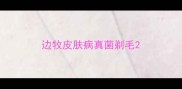 边牧皮肤病真菌剃毛