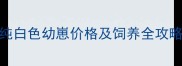 边境牧羊犬纯白色幼崽价格及饲养全攻略最新版