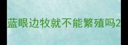 蓝眼边牧就不能繁殖吗