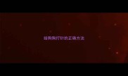 给狗狗打针的正确方法