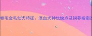 卷毛金毛幼犬特征混血犬种优缺点及饲养指南