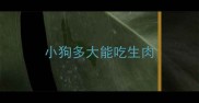 小狗多大能吃生肉