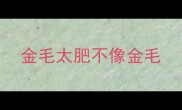 金毛太肥不像金毛