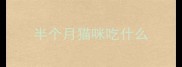 半个月猫咪吃什么