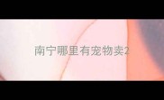 南宁哪里有宠物卖