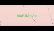 泰迪长到几个月大