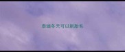 泰迪冬天可以剃胎毛