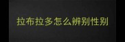 拉布拉多怎么辨别性别