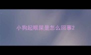 小狗起眼屎是怎么回事