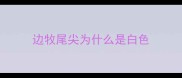 边牧尾尖为什么是白色