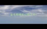 金毛眼睛发红睁不开