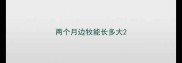 两个月边牧能长多大