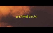 金毛气味重怎么办
