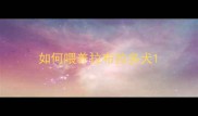 如何喂养拉布拉多犬