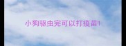 小狗驱虫完可以打疫苗