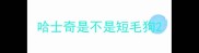 哈士奇是不是短毛狗